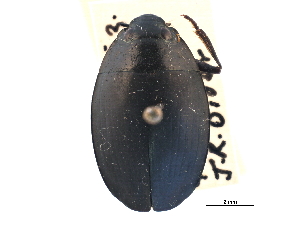  ( - CCDB-21430-H09)  @11 [ ] CreativeCommons - Attribution (2014) CBG Photography Group Centre for Biodiversity Genomics