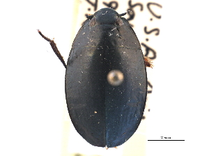  ( - CCDB-21430-H11)  @11 [ ] CreativeCommons - Attribution (2014) CBG Photography Group Centre for Biodiversity Genomics
