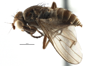  ( - CCDB-21320-A03)  @15 [ ] CreativeCommons - Attribution (2014) CBG Photography Group Centre for Biodiversity Genomics