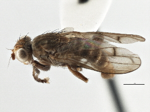  ( - CCDB-21320-A06)  @15 [ ] CreativeCommons - Attribution (2014) CBG Photography Group Centre for Biodiversity Genomics