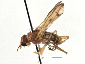 ( - CCDB-21320-C04)  @12 [ ] CreativeCommons - Attribution (2014) CBG Photography Group Centre for Biodiversity Genomics