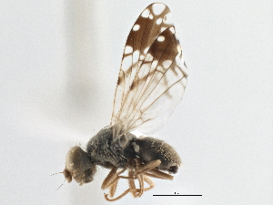  (Trupanea arizonensis - CCDB-21323-B01)  @11 [ ] CreativeCommons - Attribution (2014) CBG Photography Group Centre for Biodiversity Genomics