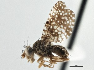  ( - CCDB-21323-B11)  @11 [ ] CreativeCommons - Attribution (2014) CBG Photography Group Centre for Biodiversity Genomics