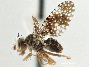  ( - CCDB-21323-B12)  @11 [ ] CreativeCommons - Attribution (2014) CBG Photography Group Centre for Biodiversity Genomics