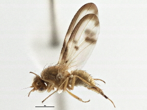  ( - CCDB-21323-C01)  @11 [ ] CreativeCommons - Attribution (2014) CBG Photography Group Centre for Biodiversity Genomics