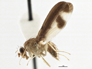  ( - CCDB-21323-C03)  @14 [ ] CreativeCommons - Attribution (2014) CBG Photography Group Centre for Biodiversity Genomics
