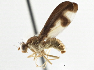  ( - CCDB-21323-C04)  @15 [ ] CreativeCommons - Attribution (2014) CBG Photography Group Centre for Biodiversity Genomics