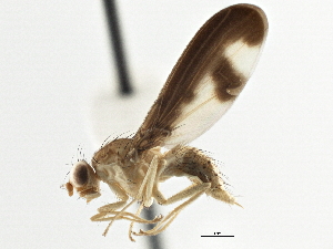  ( - CCDB-21323-C05)  @14 [ ] CreativeCommons - Attribution (2014) CBG Photography Group Centre for Biodiversity Genomics