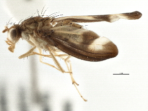  ( - CCDB-21323-C06)  @13 [ ] CreativeCommons - Attribution (2014) CBG Photography Group Centre for Biodiversity Genomics