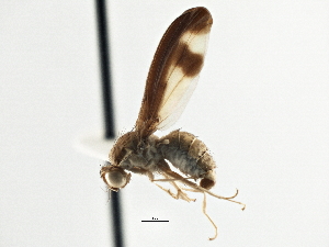  ( - CCDB-21323-C07)  @11 [ ] CreativeCommons - Attribution (2014) CBG Photography Group Centre for Biodiversity Genomics