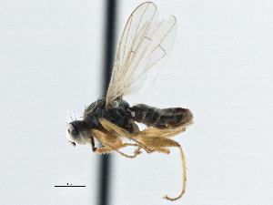  ( - CCDB-21325-H09)  @13 [ ] CreativeCommons - Attribution (2014) CBG Photography Group Centre for Biodiversity Genomics