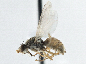  ( - CCDB-21325-H11)  @13 [ ] CreativeCommons - Attribution (2014) CBG Photography Group Centre for Biodiversity Genomics