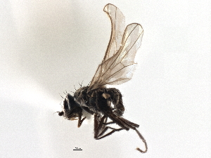  ( - CCDB-21327-A06)  @13 [ ] CreativeCommons - Attribution (2014) CBG Photography Group Centre for Biodiversity Genomics
