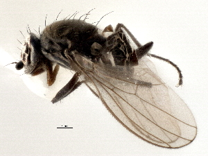  ( - CCDB-21327-A08)  @13 [ ] CreativeCommons - Attribution (2014) CBG Photography Group Centre for Biodiversity Genomics
