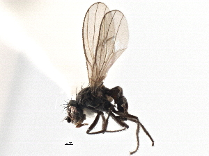  ( - CCDB-21327-A09)  @11 [ ] CreativeCommons - Attribution (2014) CBG Photography Group Centre for Biodiversity Genomics