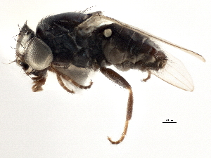  ( - CCDB-21327-D02)  @11 [ ] CreativeCommons - Attribution (2014) CBG Photography Group Centre for Biodiversity Genomics