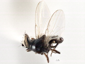  ( - CCDB-21327-D04)  @11 [ ] CreativeCommons - Attribution (2014) CBG Photography Group Centre for Biodiversity Genomics