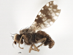  ( - CCDB-21327-H11)  @11 [ ] CreativeCommons - Attribution (2014) CBG Photography Group Centre for Biodiversity Genomics