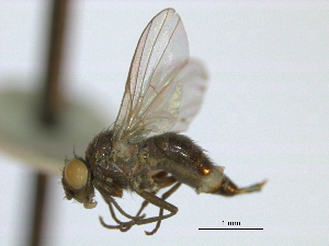  (Melanagromyza shewelli - CCDB-21422-A01)  @11 [ ] CreativeCommons - Attribution (2014) CBG Photography Group Centre for Biodiversity Genomics