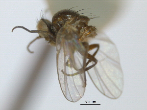  ( - CCDB-21422-A05)  @11 [ ] CreativeCommons - Attribution (2014) CBG Photography Group Centre for Biodiversity Genomics
