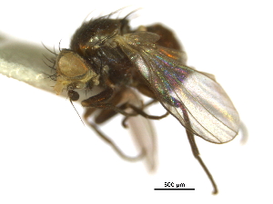  ( - CCDB-21422-E08)  @11 [ ] CreativeCommons - Attribution (2014) CBG Photography Group Centre for Biodiversity Genomics