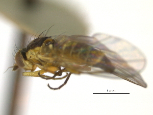  ( - CCDB-21422-F02)  @12 [ ] CreativeCommons - Attribution (2014) CBG Photography Group Centre for Biodiversity Genomics