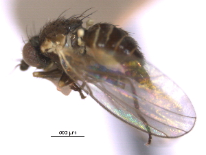  ( - CCDB-21422-F05)  @11 [ ] CreativeCommons - Attribution (2014) CBG Photography Group Centre for Biodiversity Genomics