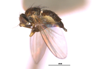  ( - CCDB-21422-G06)  @11 [ ] CreativeCommons - Attribution (2014) CBG Photography Group Centre for Biodiversity Genomics