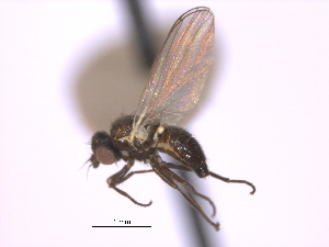 ( - CCDB-21422-H11)  @11 [ ] CreativeCommons - Attribution (2014) CBG Photography Group Centre for Biodiversity Genomics