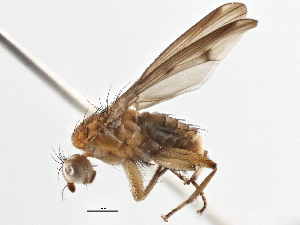  ( - CCDB-21401-B01)  @14 [ ] CreativeCommons - Attribution (2014) CBG Photography Group Centre for Biodiversity Genomics
