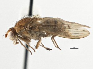  ( - CCDB-21401-B11)  @14 [ ] CreativeCommons - Attribution (2014) CBG Photography Group Centre for Biodiversity Genomics