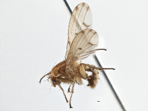  ( - CCDB-21401-C06)  @15 [ ] CreativeCommons - Attribution (2014) CBG Photography Group Centre for Biodiversity Genomics