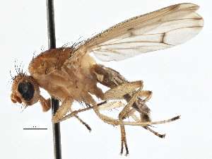  ( - CCDB-21401-C07)  @14 [ ] CreativeCommons - Attribution (2014) CBG Photography Group Centre for Biodiversity Genomics