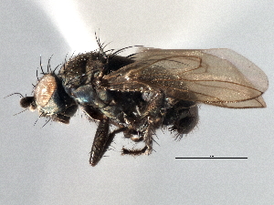  ( - CCDB-21402-B02)  @14 [ ] CreativeCommons - Attribution (2014) CBG Photography Group Centre for Biodiversity Genomics