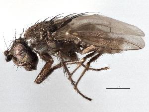  ( - CCDB-21402-B12)  @11 [ ] CreativeCommons - Attribution (2014) CBG Photography Group Centre for Biodiversity Genomics