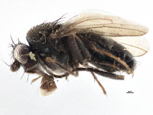  ( - CCDB-21402-C10)  @13 [ ] CreativeCommons - Attribution (2014) CBG Photography Group Centre for Biodiversity Genomics