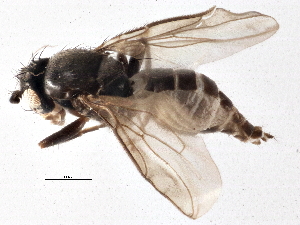  ( - CCDB-21402-F03)  @11 [ ] CreativeCommons - Attribution (2014) CBG Photography Group Centre for Biodiversity Genomics