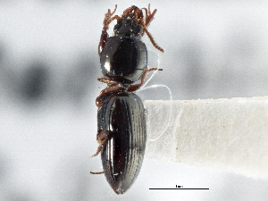  ( - CCDB-21404-C08)  @11 [ ] CreativeCommons - Attribution (2014) CBG Photography Group Centre for Biodiversity Genomics