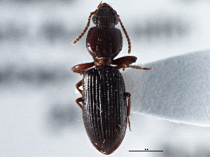  (Schizogenius lineolatus - CCDB-21404-D02)  @13 [ ] CreativeCommons - Attribution (2014) CBG Photography Group Centre for Biodiversity Genomics