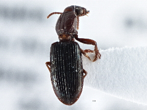 ( - CCDB-21404-D04)  @11 [ ] CreativeCommons - Attribution (2014) CBG Photography Group Centre for Biodiversity Genomics