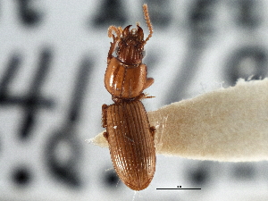  (Schizogenius ferrugineus - CCDB-21404-E09)  @11 [ ] CreativeCommons - Attribution (2014) CBG Photography Group Centre for Biodiversity Genomics