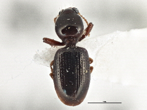  ( - CCDB-21406-G07)  @11 [ ] CreativeCommons - Attribution (2014) CBG Photography Group Centre for Biodiversity Genomics