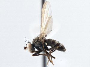  (Notiphila bispinosa - CCDB-21410-C04)  @11 [ ] CreativeCommons - Attribution (2014) CBG Photography Group Centre for Biodiversity Genomics