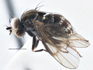  (Notiphila pauroura - CCDB-21410-D06)  @15 [ ] CreativeCommons - Attribution (2014) CBG Photography Group Centre for Biodiversity Genomics