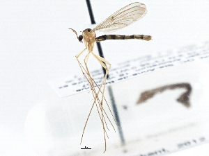  (Mycetophilidae - CCDB-21411-C06)  @16 [ ] CreativeCommons - Attribution Non-Commercial Share-Alike (2014) CBG Photography Group Centre for Biodiversity Genomics