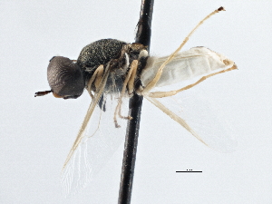  ( - CCDB-21411-H10)  @11 [ ] CreativeCommons - Attribution (2014) CBG Photography Group Centre for Biodiversity Genomics