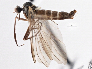  (Rhamphomyia hilariformis - CCDB-21421-C06)  @14 [ ] CreativeCommons - Attribution (2014) CBG Photography Group Centre for Biodiversity Genomics