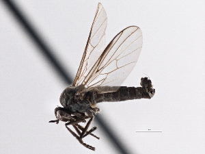 (Rhamphomyia leptidiformis - CCDB-21421-C10)  @15 [ ] CreativeCommons - Attribution (2014) CBG Photography Group Centre for Biodiversity Genomics