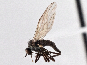  (Rhamphomyia diversipennis - CCDB-21421-E09)  @15 [ ] CreativeCommons - Attribution (2014) CBG Photography Group Centre for Biodiversity Genomics