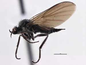  (Rhamphomyia petervajdai - CCDB-21421-F02)  @15 [ ] CreativeCommons - Attribution Non-Commercial Share-Alike (2014) CBG Photography Group Centre for Biodiversity Genomics